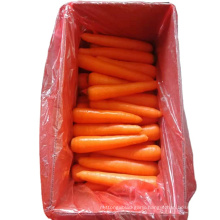 China carrot hot sale price, new crop fresh carrot export